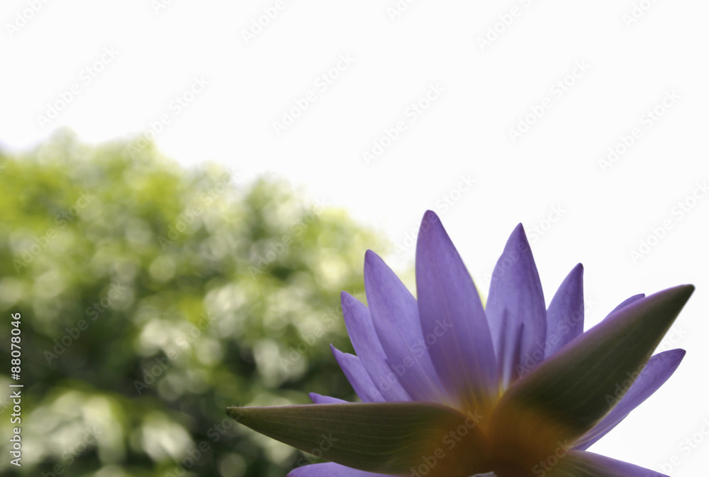 Fototapeta premium lotus on spring background