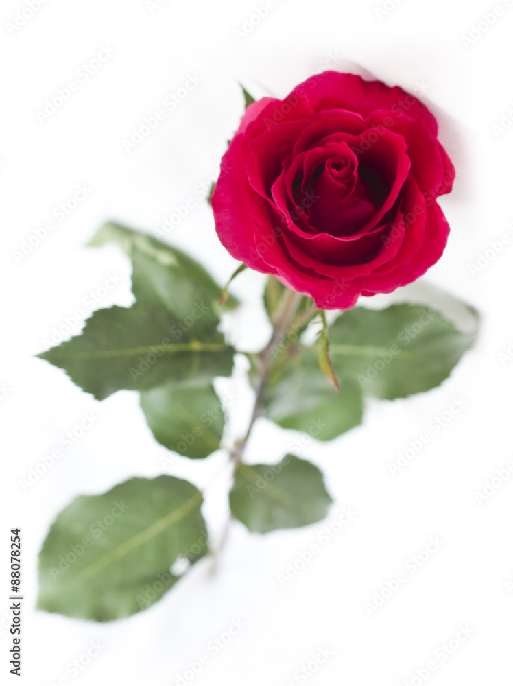 A perfect red rose on white background (isolated) A perfect red rose on white background (isolated)