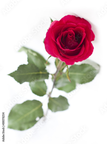 A perfect red rose on white background  isolated 