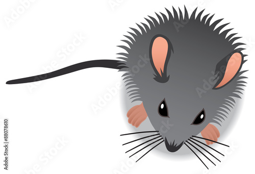 Aerial view of baby mouse