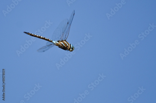 Dragonfly Hunting on the Wing in a Blue Sky