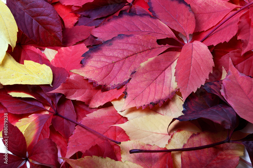 Background of multicolor autumn leafs