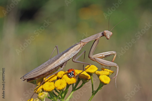 Wallpaper Mural Lecker Mittagessen Torontodigital.ca