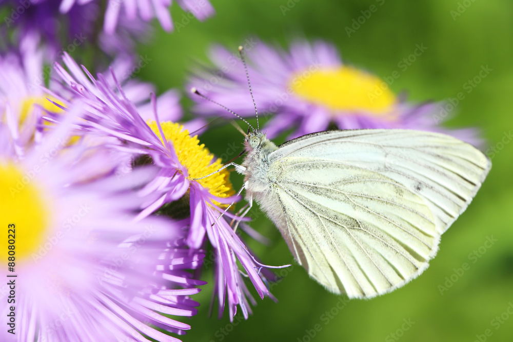 Beautiful spring flowers with butterfly in the garden Beautiful spring flowers with butterfly in the garden