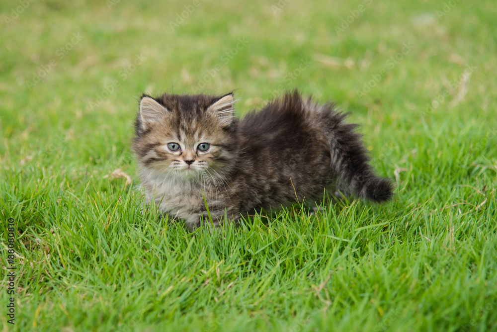 Cute tabby kitten walking
