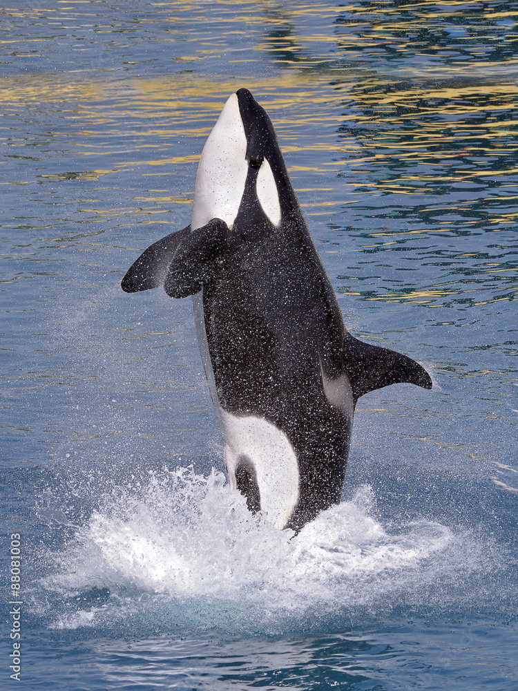 Naklejka premium Killer whale jumping out of water