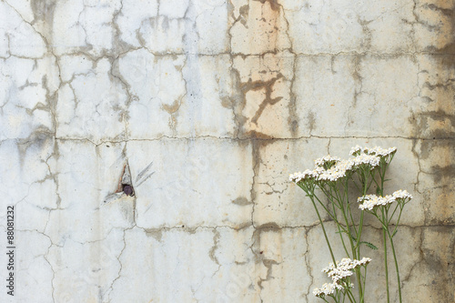 White flowers in front of a cracked and weathered concrete wall