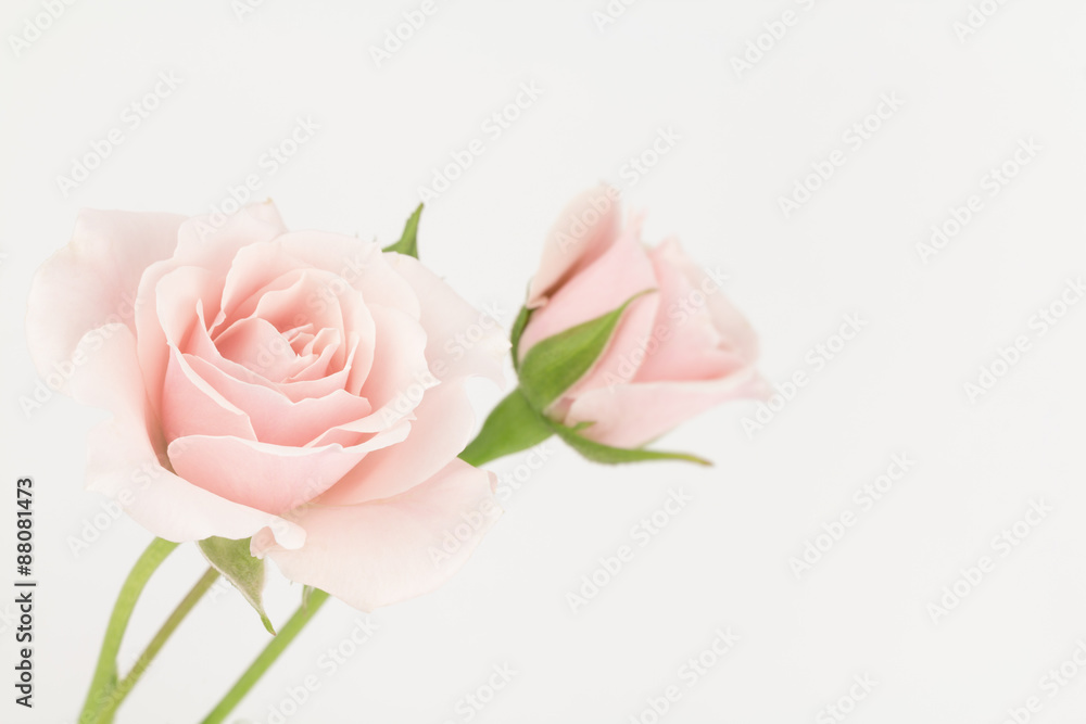 Fototapeta premium Two pastel pink roses