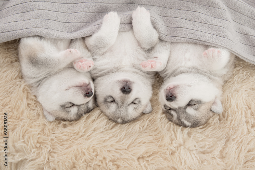 Three of siberian husky puppies sleeping