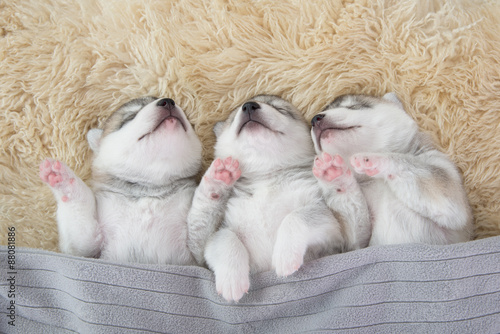 Three of siberian husky puppies sleeping