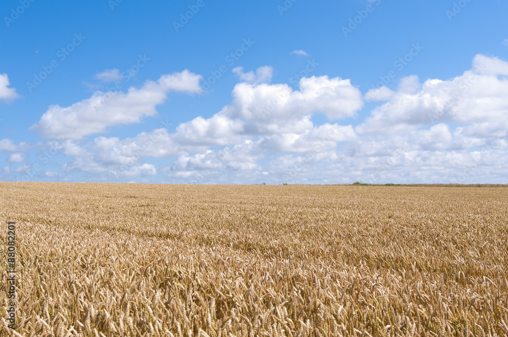 Naklejka premium wheat field