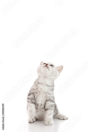 Cute baby tabby kitten standing on hind legs and leaping