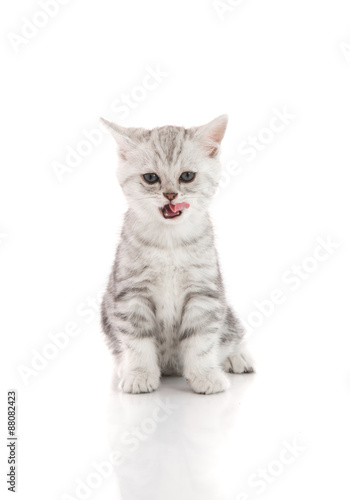 Cute tabby kitten sitting and licking lips up