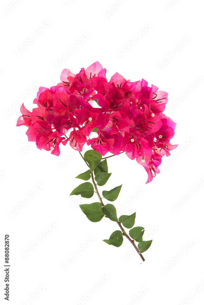 Pink blooming bougainvilleas