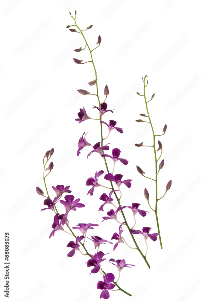 Beautiful orchids on white background Beautiful orchids on white background