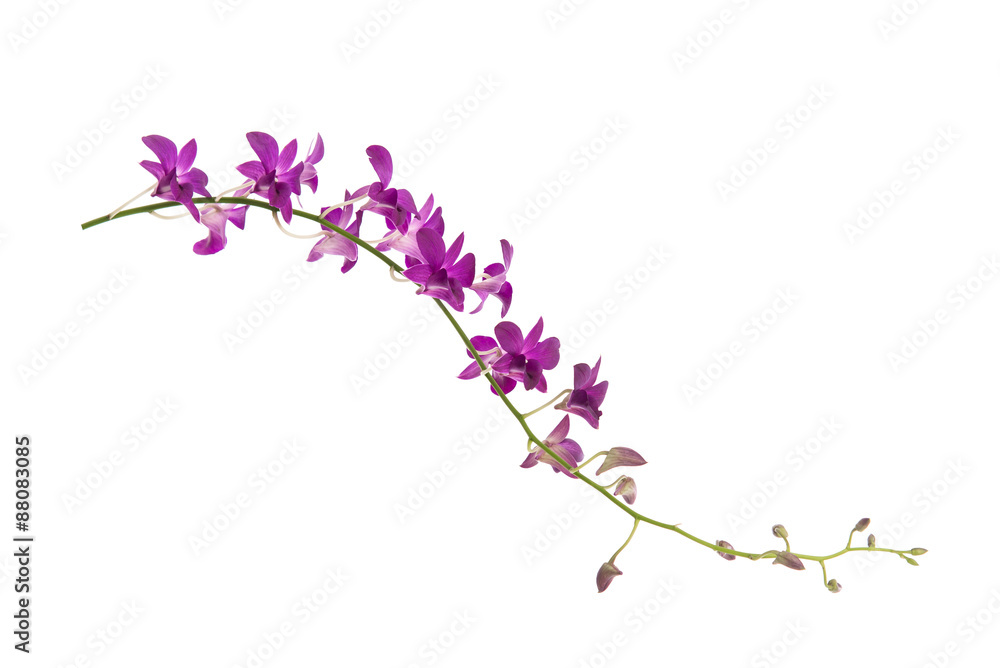 Beautiful orchids on white background