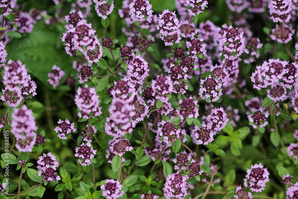 Obraz premium Thyme background. Herbs pattern.