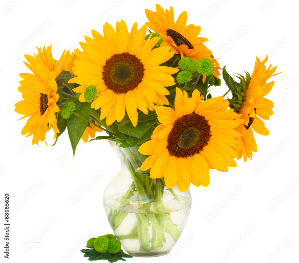 Obraz premium one bight sunflower