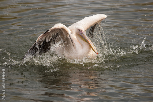 Een heerlijk bad voor de roze pelikaan.
