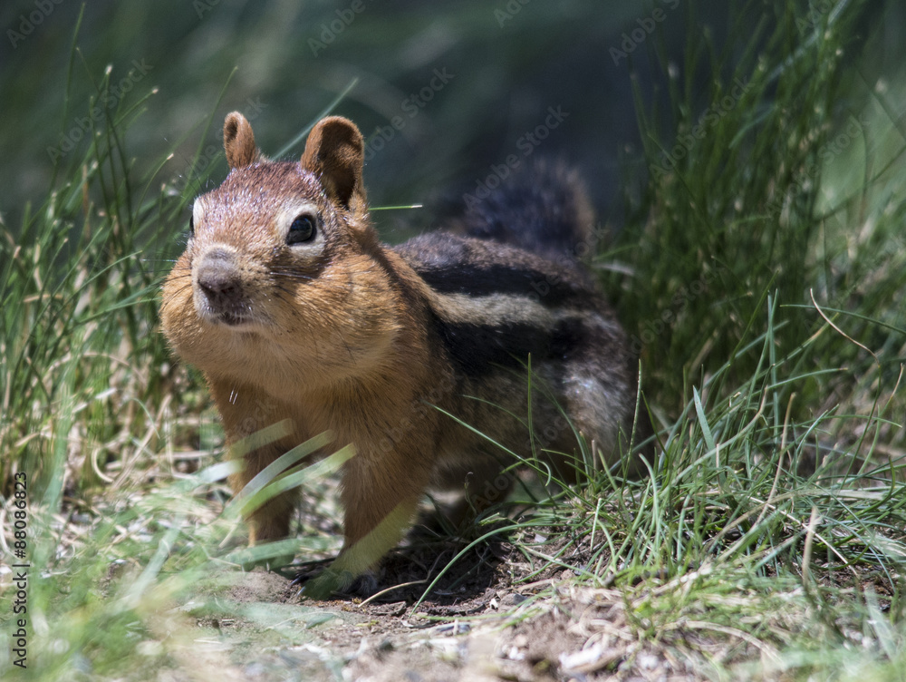 Golden Mantled Squirrel Golden Mantled Squirrel