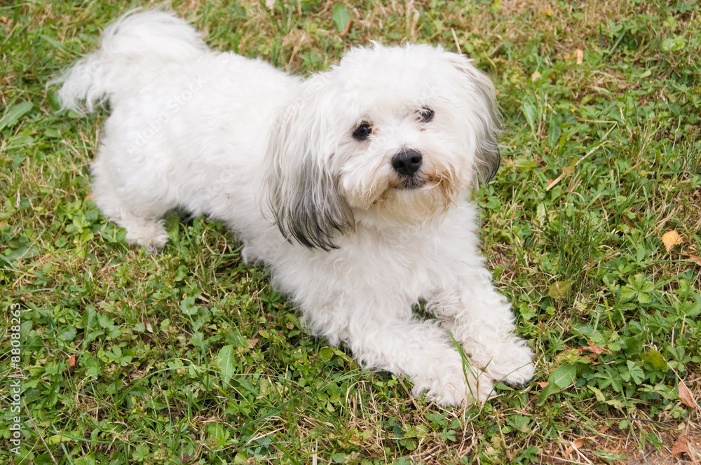 Malteser Hund Stock Photo | Adobe Stock