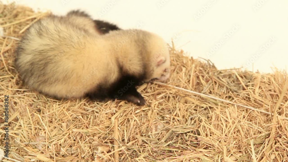 Ferret On A Haystack. Slow Motion Ferret On A Haystack. Slow Motion