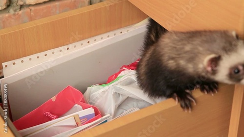 Ferret In A Drawer photo