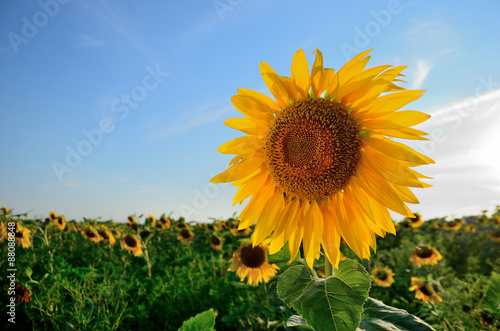 Sunflower against the blue sky on a summer evening