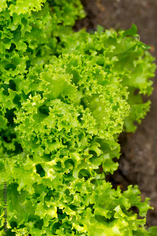 fresh green lettuce fresh green lettuce
