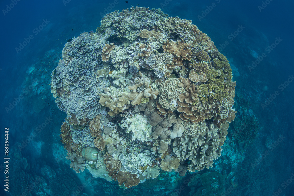 Obraz premium Coral Bommie