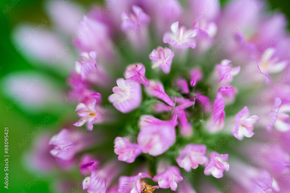 Trifolium pratense Red Clover Flower Trifolium pratense Red Clover Flower