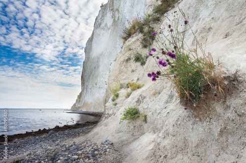 Danish coastline with the tourist attraction the white cliffs of