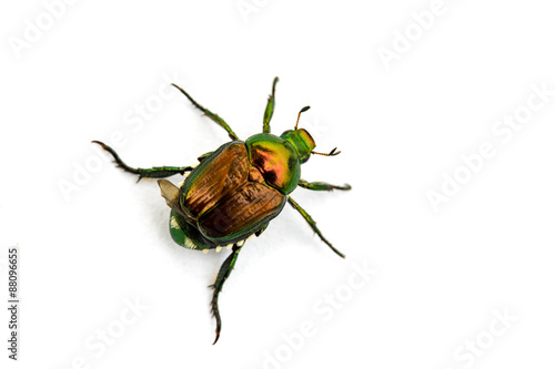 Leinwand Poster Japanese Beetle Popillia japonica