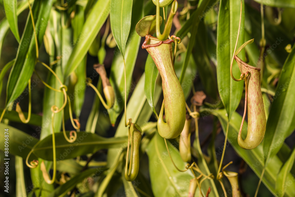 pitcher plant flowers and leaves pitcher plant flowers and leaves