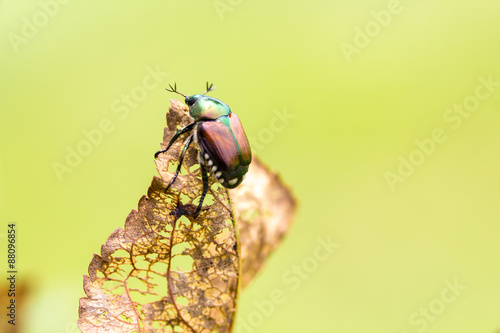 Japanese Beetle Popillia japonica on Leaf photo