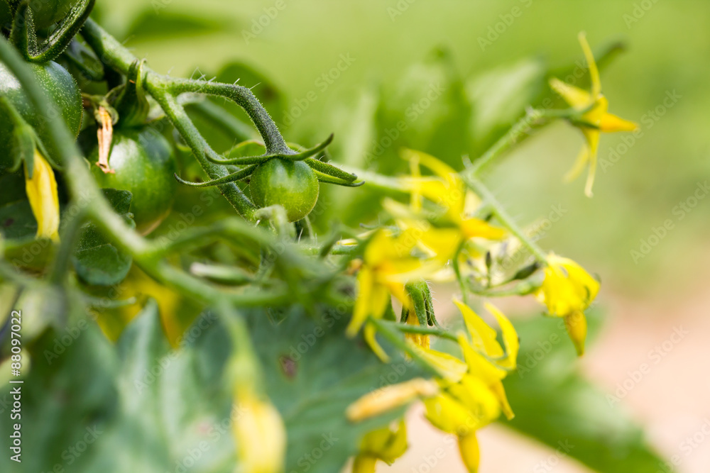 Tomato Pant Flowers Tomato Pant Flowers