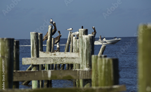 old pier pilings make a home for sea birds © buttbongo