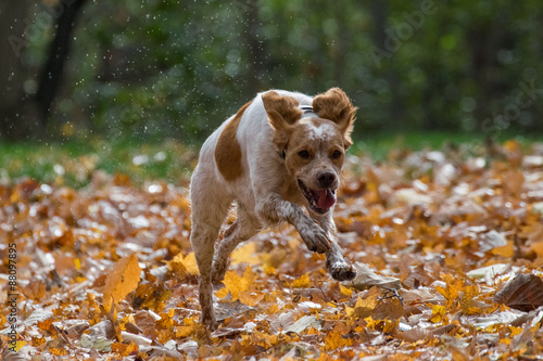 Happy Dog Running through Fall Leaves