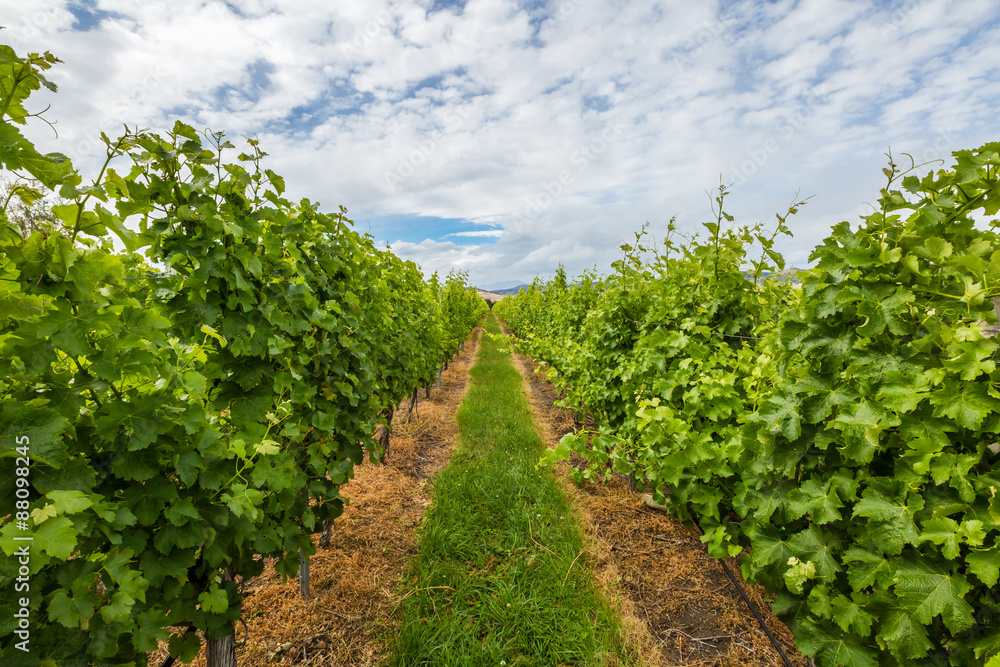 Vineyard Rows Vineyard Rows