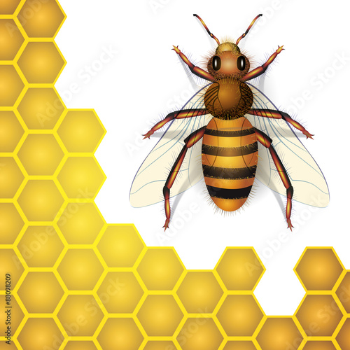 Bee