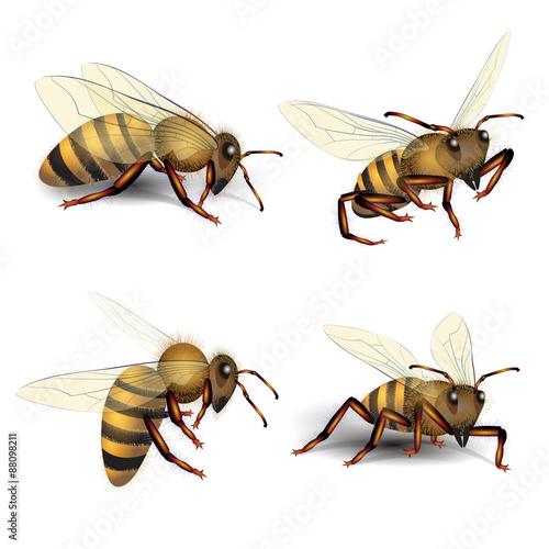 Bees