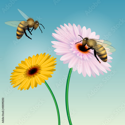 Honey bee