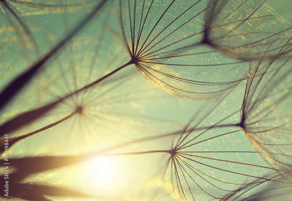 Fototapeta premium Dandelion flower at sunset. Beautiful nature details
