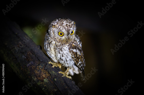 Oriental Scops Owl(Otus sunia) in night time