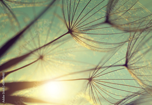 Dandelion flower at sunset. Beautiful nature details