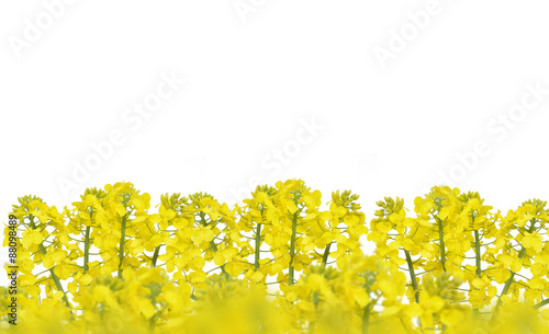 Obraz na plátně Flower of a rapeseed, Brassica napus, isolated on white background