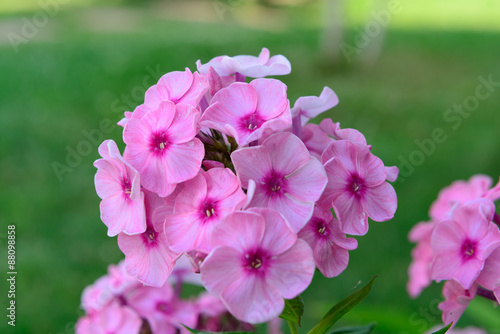 Pink summer garden flowers
