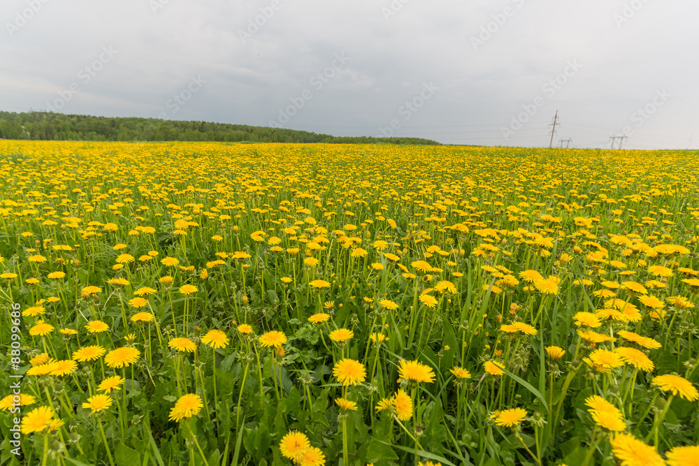 Fototapeta premium beautiful summer landscape