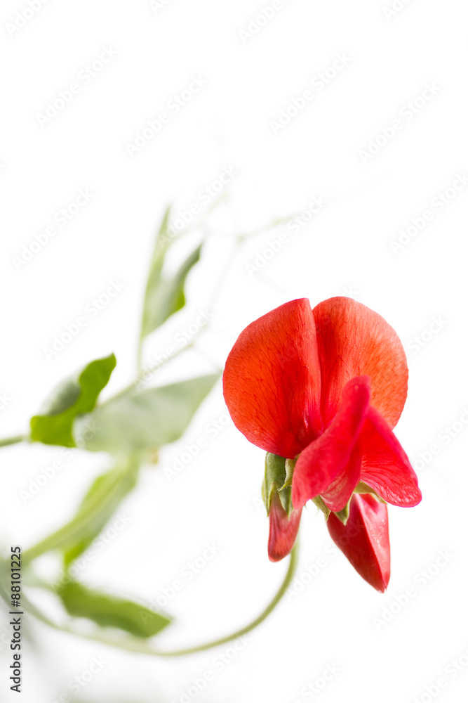 赤いスイートピーの花 赤いスイートピーの花