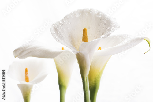 白背景の水滴の付いたオランダカイウの花のアップ